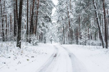 Bulutlu bir kış gününde karla kaplı çam ormanı boyunca yürüyüş yolu, Letonya