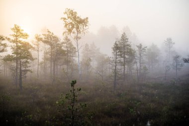 Ormanda bulutlu bir sonbahar günü. Sabah sisi ve yeşil çam ağaçları. Kemeri, ne? Letonya