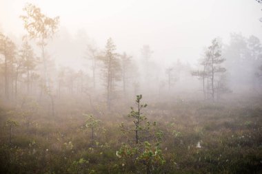 Ormanda bulutlu bir sonbahar günü. Sabah sisi ve yeşil çam ağaçları. Kemeri, ne? Letonya