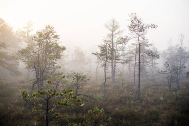 Ormanda bulutlu bir sonbahar günü. Sabah sisi ve yeşil çam ağaçları. Kemeri, ne? Letonya