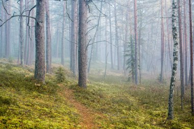 Ormanda bulutlu bir sonbahar günü. Sabah sisi ve yeşil çam ağaçları. Kemeri, ne? Letonya