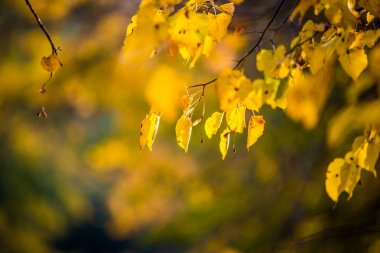 Sonbahar yakın çekim bırakır. Riga, Letonya