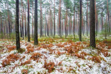 Çam ormanında bulutlu bir kış günü. Karaltında yeşil çimenler ve altın yapraklar. Letonya