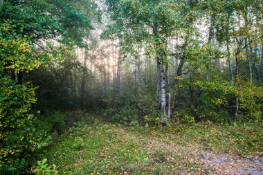 Yeşil ormanda saf sabah ışığı, Letonya