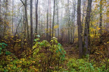 Sonbahar ormanı manzarası. Ormanda sabah sisi, yeşil ve altın yapraklar ve ağaçlar. Letonya