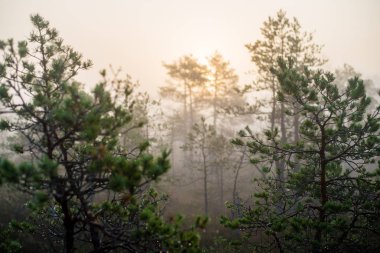 Ormanda bulutlu bir sonbahar günü. Sabah sisi ve yeşil çam ağaçları. Kemeri, ne? Letonya