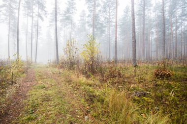 Sonbahar ormanı manzarası. Bulutlu bir günde çam ağacı ormanında sabah sisi, yeşil ve altın yaprakları, Letonya