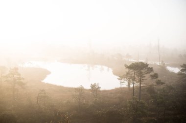 Bataklık, mavi su ve yeşil çam ağaçları üzerinde saf sabah ışık ve sis. Gözetleme kulesinden bir manzara. Kemeri, Letonya
