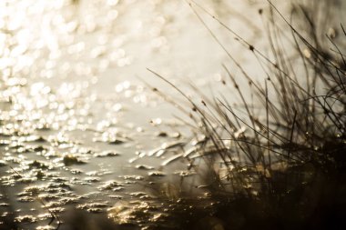 Güneş ışığı. Çam ormanında sisli bir sabah. Bir çim, bitki ve ağaçlar yakın çekim, Cenas tirelis, Letonya