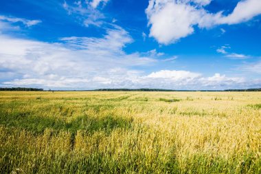 Bulutlu bir yaz gününde arka planda bir orman ile ülke tarım alanının panoramik görünümü, Letonya