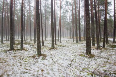 Çam ormanında bulutlu bir kış günü. Karaltında yeşil çimenler ve altın yapraklar. Letonya