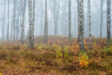 Ormanda bir sabah sisi, yeşil ve altın yapraklar, huş ağaçları yakın çekim, Letonya