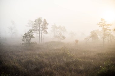 Ormanda bulutlu bir sonbahar günü. Sabah sisi ve yeşil çam ağaçları. Kemeri, ne? Letonya