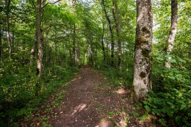 Yeşil ormandan geçen bir yol, Letonya