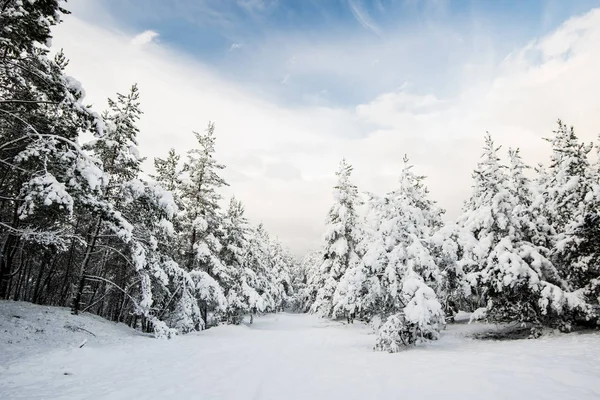 Güneşli Bir Kış Gününde Çam Ağacı Ormanı Manzarası Letonya — Stok fotoğraf