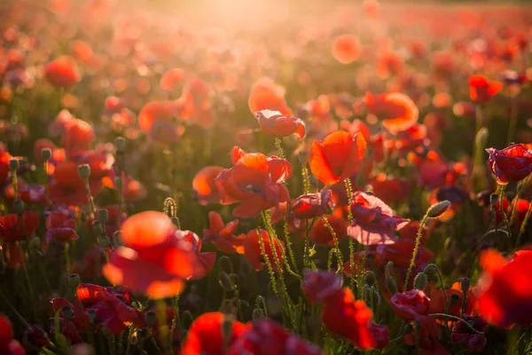 Blooming Poppy Field Sunny Summer Day Close Latvia — Stock Photo, Image