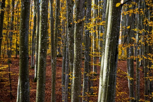 Een Herfst Boslandschap Close Uitzicht Beukenbomen Groene Gouden Bladeren Duitsland — Stockfoto