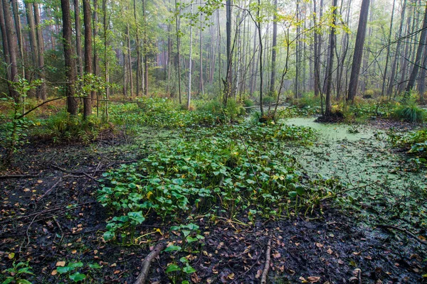 Tiszta Reggeli Fény Zöld Erdőben Lettország — Stock Fotó