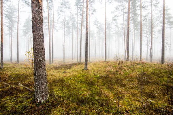 Podzimní Lesní Krajina Ranní Mlha Lese Borovic Zamračený Den Zelené — Stock fotografie