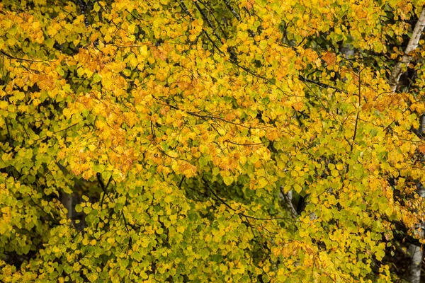 Лесной Пейзаж Утренний Солнечный Свет Осеннем Лесу Зеленые Золотые Листья — стоковое фото