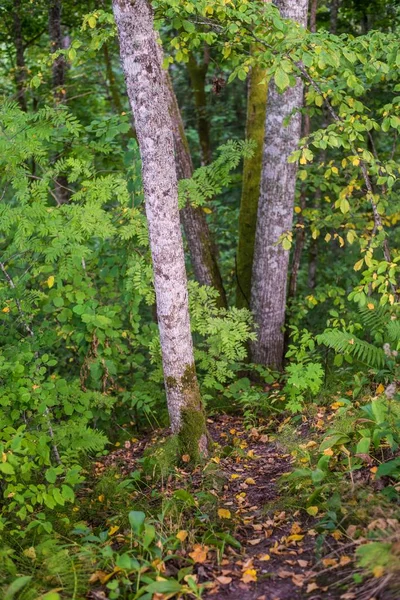 Podzimní Stromy Jsou Blízko Sigulda Lotyšsko — Stock fotografie