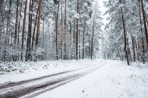 Paseo Por Bosque Pinos Cubierto Nieve Día Nublado Invierno Letonia — Foto de Stock
