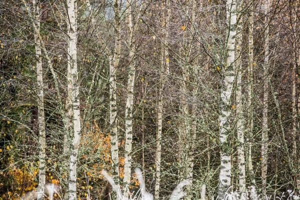 Árboles Abedul Coloridos Bosque Día Nublado Otoño Primera Helada Cesis — Foto de Stock