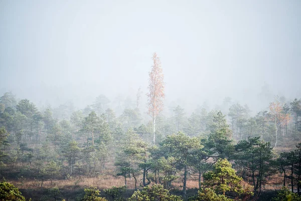 Puur Ochtend Licht Mist Het Moeras Blauw Water Groene Pijnbomen — Stockfoto