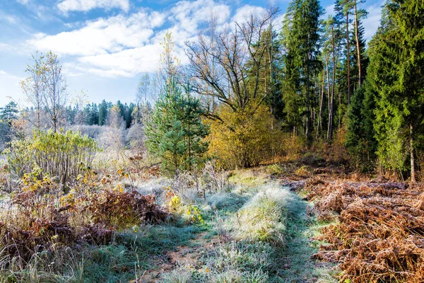 První Mráz Lese Barevný Listí Zblízka Cesis Lotyšsko — Stock fotografie