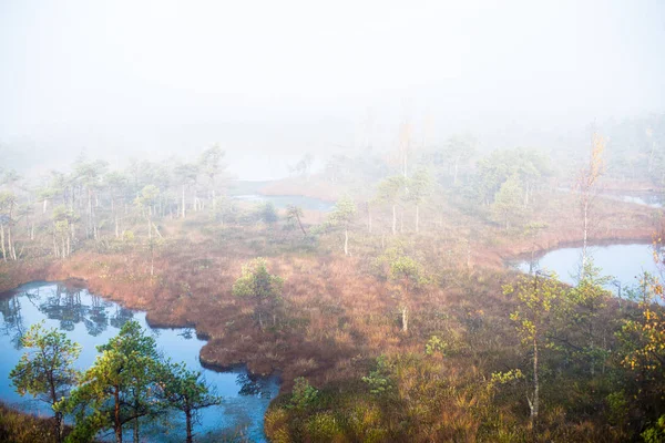 Pure Morning Light Fog Swamp Blue Water Green Pine Trees — Stock Photo, Image