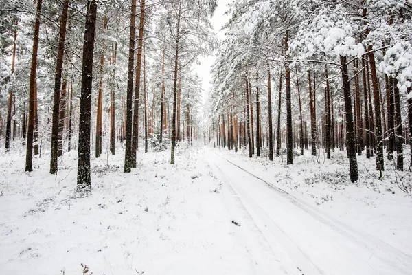 Hóval Borított Téli Erdő — Stock Fotó