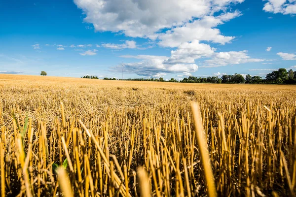 Panoramiczny Widok Pole Rolne Kraju Słoneczny Dzień Estonia — Zdjęcie stockowe