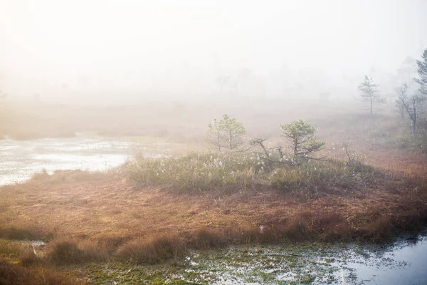 Sonbahar manzarası. Arka planda sabah sisi, bataklık ve orman. Kemeri, Letonya