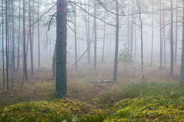 Nuvolosa Giornata Autunnale Nella Foresta Mattina Nebbia Pini Verdi Kemeri — Foto Stock