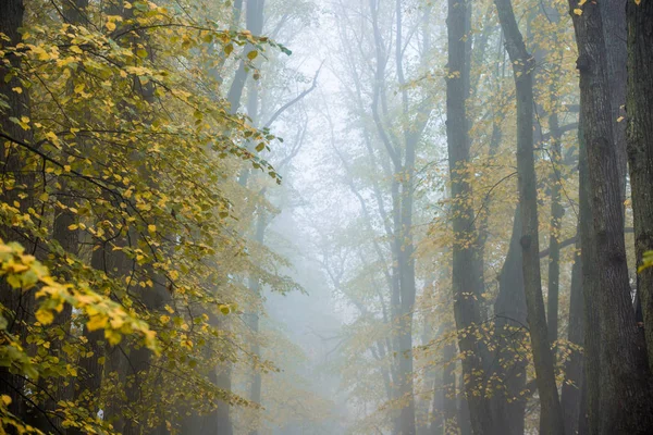 Туман Осенним Утром Вид Дорожку Парке Старые Деревья Золотые Листья — стоковое фото