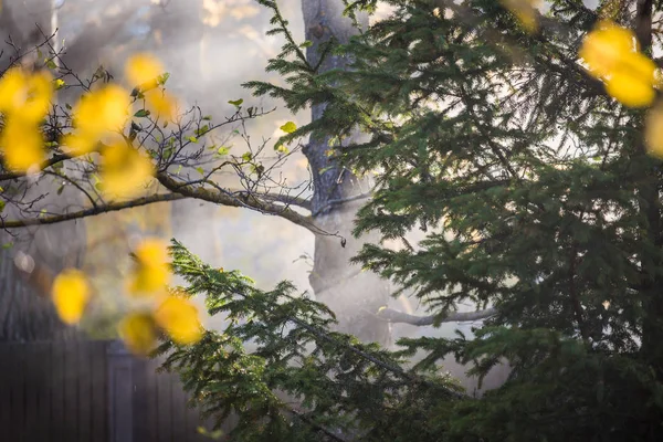 Höstlandskap Morgondimma Skogen Solstrålar Gyllene Löv Och Grenar Tallar Närbild — Stockfoto