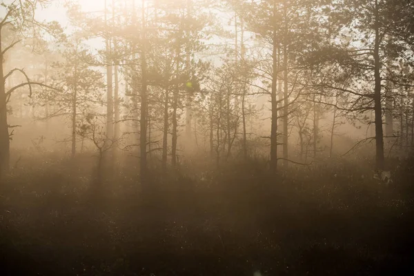 Luz Solar Manhã Nebulosa Floresta Pinheiros Grama Plantas Árvores Close — Fotografia de Stock