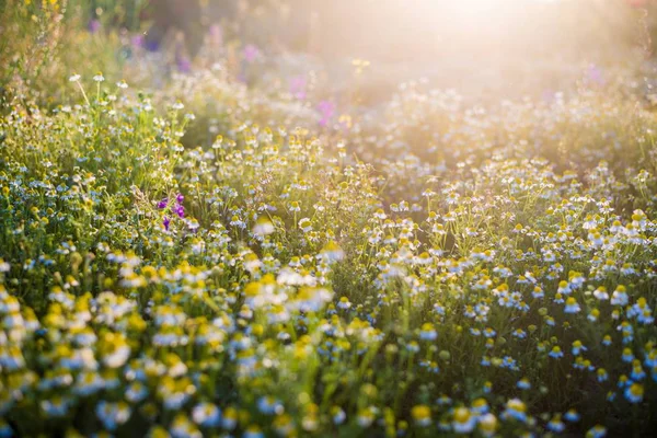 Campo País Florescente Dia Ensolarado Verão Close Letónia — Fotografia de Stock