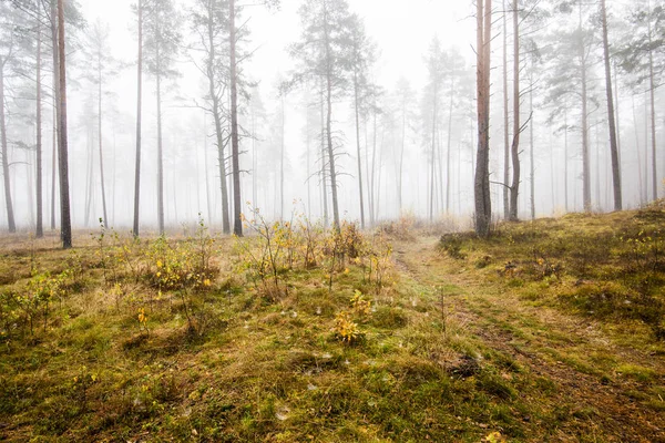 Podzimní Lesní Krajina Ranní Mlha Lese Borovic Zamračený Den Zelené — Stock fotografie