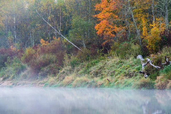 Morning Fog Gauja River Forest Clear Sky Colorful Trees Sigulda — Stock Photo, Image