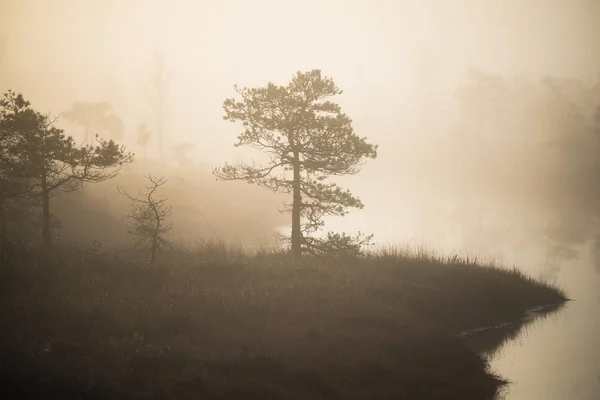 Őszi Táj Reggeli Köd Mocsár Erdő Háttérben Kemeri Lettország — Stock Fotó