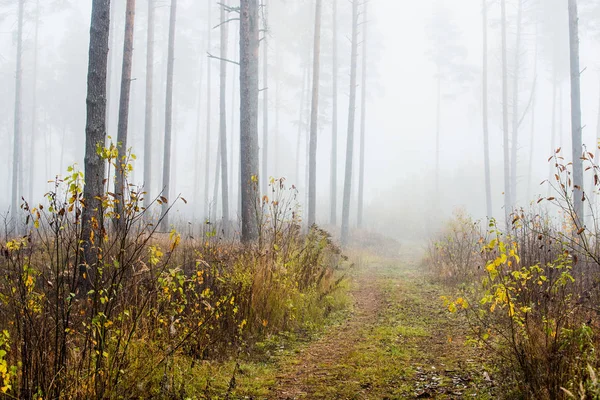 Een Herfst Boslandschap Ochtend Mist Het Dennenbos Een Bewolkte Dag — Stockfoto