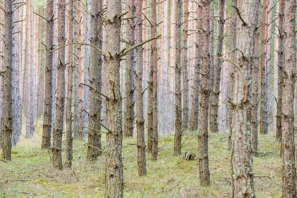 Widok Las Sosnowy Pochmurny Dzień Wiosny Łotwa — Zdjęcie stockowe