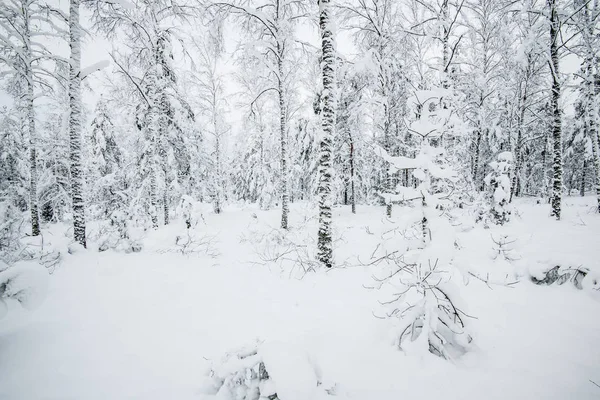 Snow Covered Forest Birch Trees Close Latvia — Stock Photo, Image