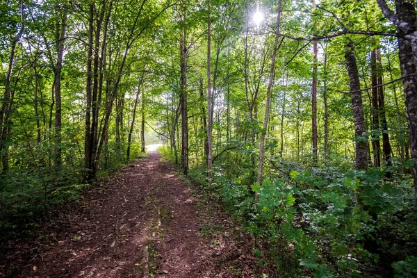 Väg Genom Gröna Skogen Lettland — Stockfoto