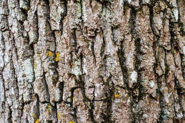 Textura Corteza Árbol Estonia — Foto de Stock