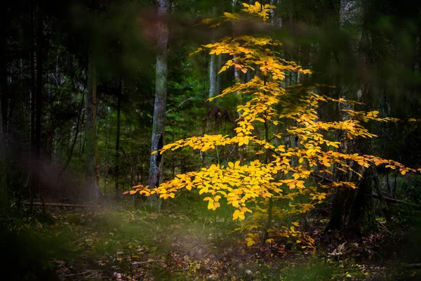 Paisaje Forestal Otoñal Vista Cerca Haya Hojas Verdes Doradas Alemania —  Fotos de Stock