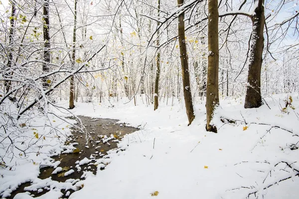 Die Waldlandschaft Ein Gefrorener Fluss Schneebedeckten Wald Goldene Blätter Den — Stockfoto