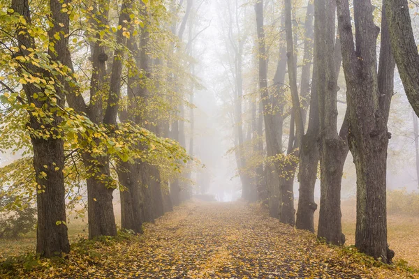 秋の朝霧 公園内の歩道 古い木々 金色の葉の眺め ラトビア — ストック写真