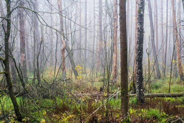 Paysage Forestier Automne Brouillard Matinal Dans Forêt Feuilles Arbres Verts — Photo